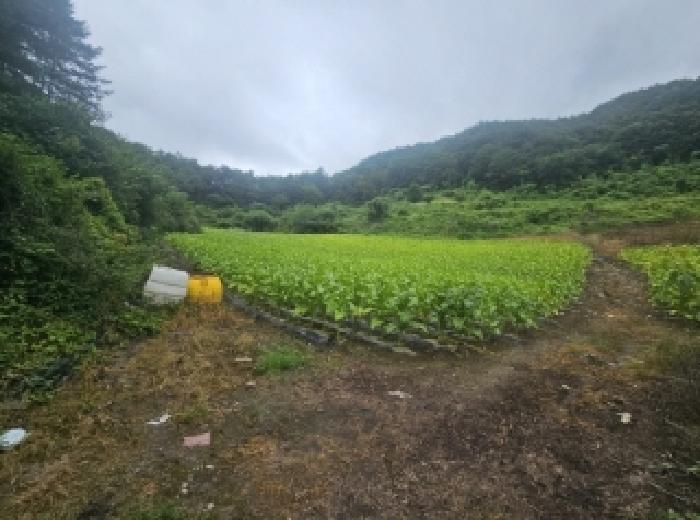 충청북도 단양군 영춘면 사이곡리 294 외 1필지 전 경매 사진 4
