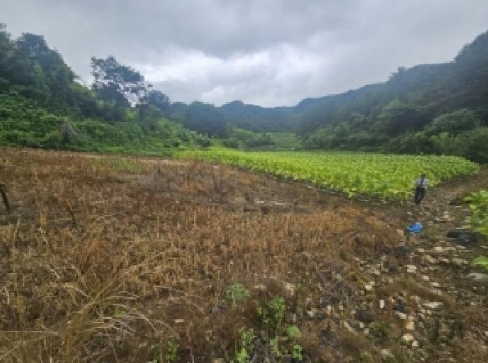 충청북도 단양군 영춘면 사이곡리 294 외 1필지 전 경매 사진 6