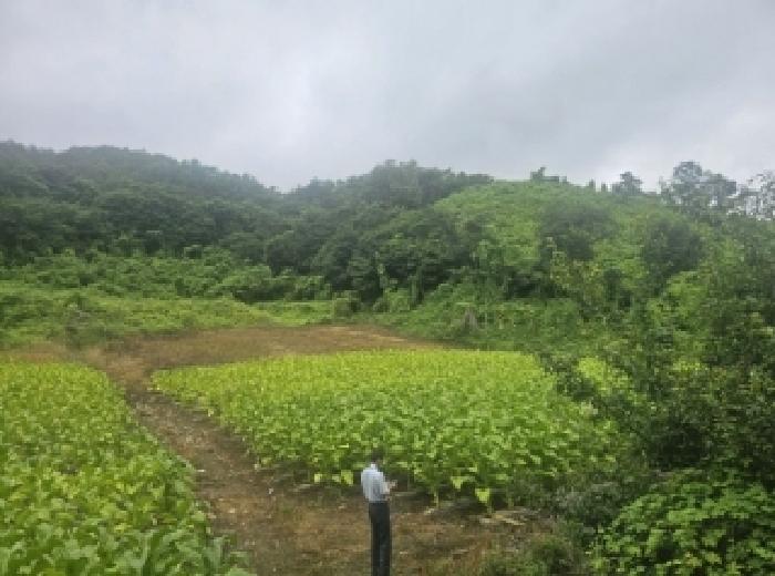 충청북도 단양군 영춘면 사이곡리 294 외 1필지 전 경매 사진 7