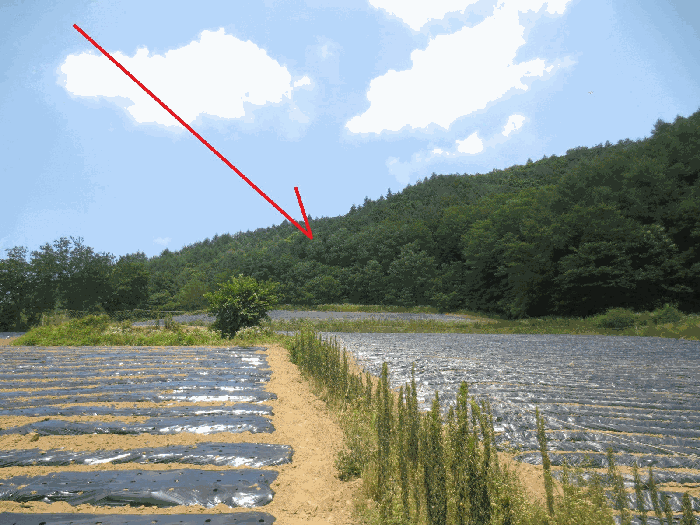 강원특별자치도 홍천군 내면 광원리 1307 외 3필지 전 경매 사진 14