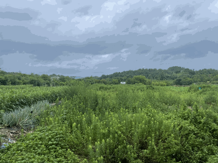 경상남도 함안군 칠서면 용성리 391-1 전 경매 사진 13