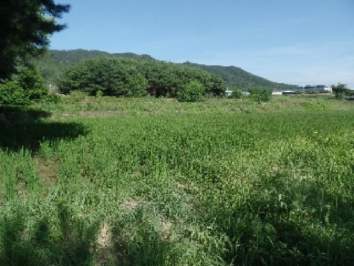 충청남도 논산시 연산면 백석리 191 전 경매 사진 8