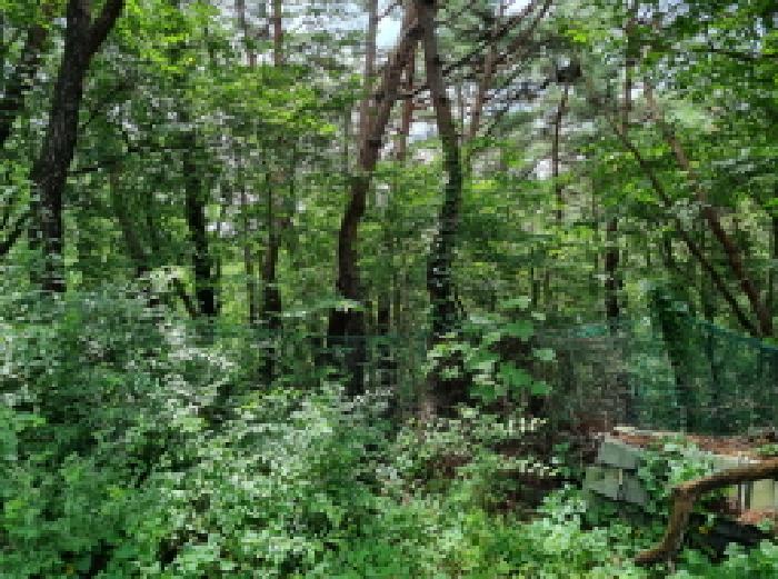 대전광역시 동구 낭월동 산9-10 외 3필지 단독주택 경매 사진 10