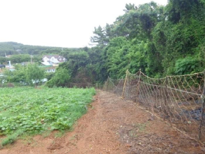 충청남도 태안군 고남면 고남리 645 외 3필지 전 경매 사진 3