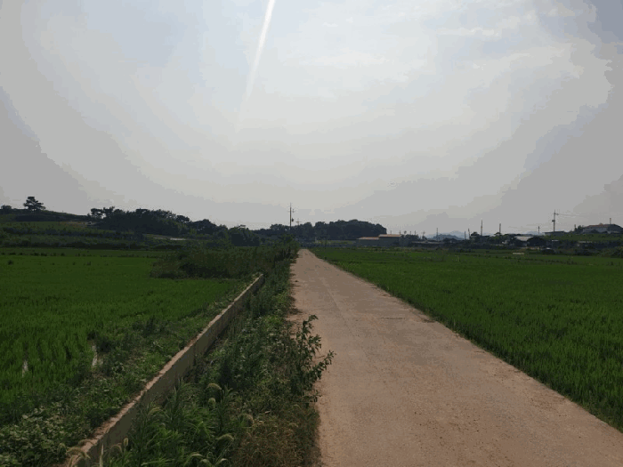 전라남도 나주시 봉황면 옥산리 443 답 경매 사진 7
