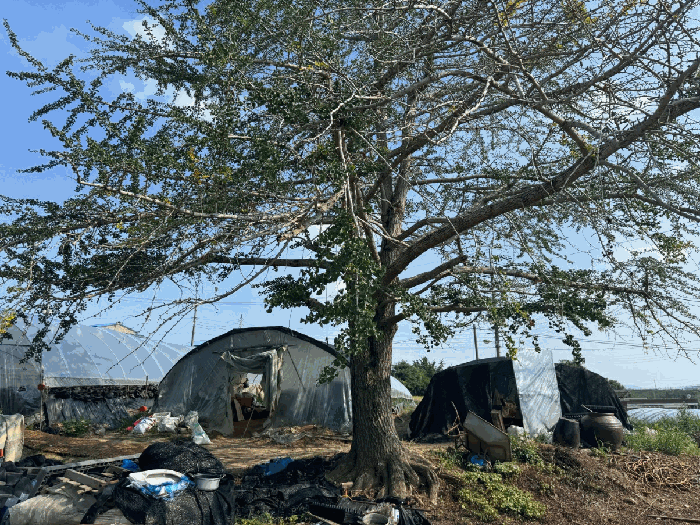 충청남도 예산군 신암면 오산리 560-1 외 1필지 대지 경매 사진 23