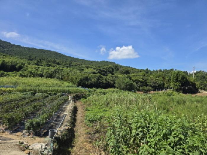 전라남도 완도군 소안면 가학리 119 외 14필지 잡종지 경매 사진 14