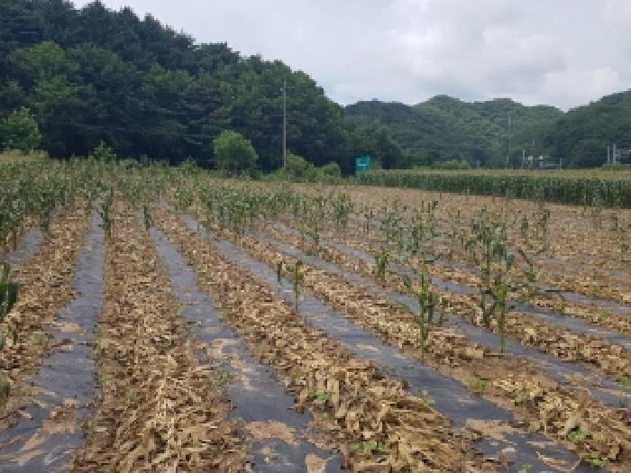 강원특별자치도 인제군 남면 어론리 547 외 2필지 답 경매 사진 1
