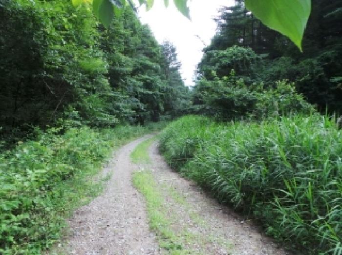 강원특별자치도 평창군 봉평면 면온리 721 임야 경매 사진 11