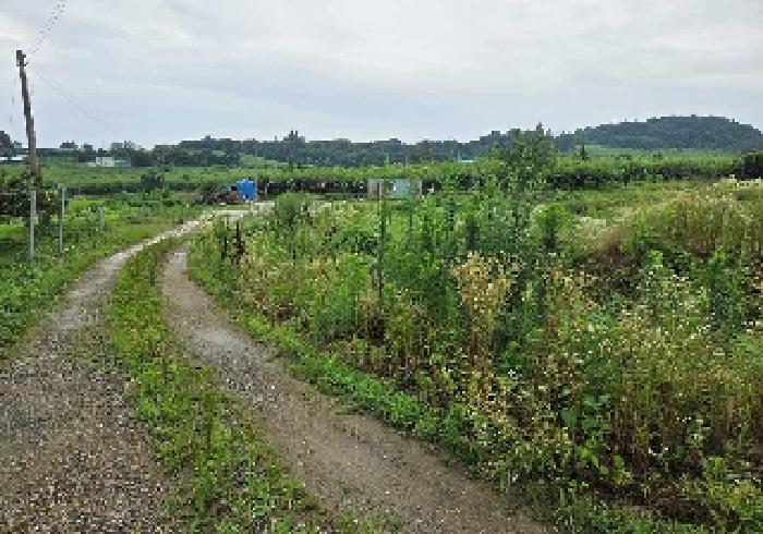 충청남도 천안시 성환읍 송덕리 196-10 외 2필지 잡종지 경매 사진 11