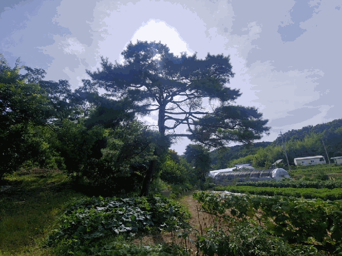 충청남도 당진시 정미면 모평리 348 외 3필지 단독주택 경매 사진 14