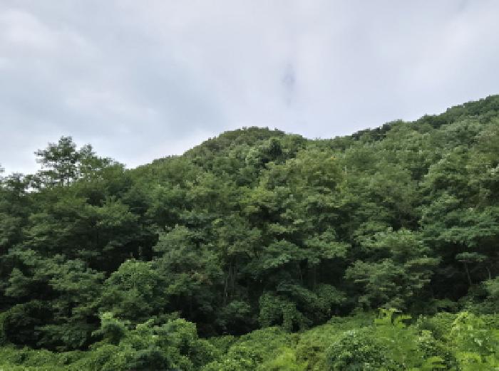 울산광역시 북구 매곡동 산18 외 2필지 임야 경매 사진 2