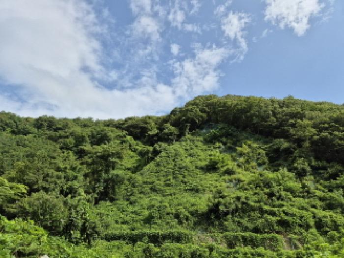울산광역시 북구 매곡동 산18 외 2필지 임야 경매 사진 3
