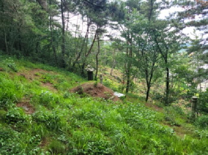 전라남도 고흥군 동강면 노동리 산28 임야 경매 사진 22