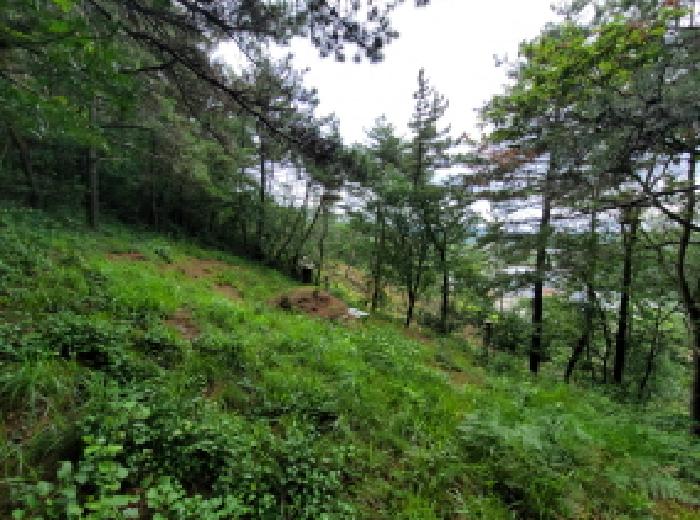 전라남도 고흥군 동강면 노동리 산28 임야 경매 사진 23