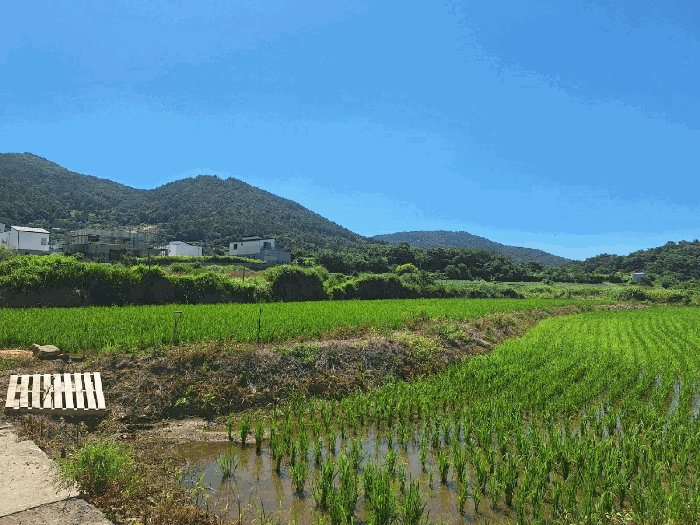 전라남도 여수시 소라면 관기리 435-3 답 경매 사진 4