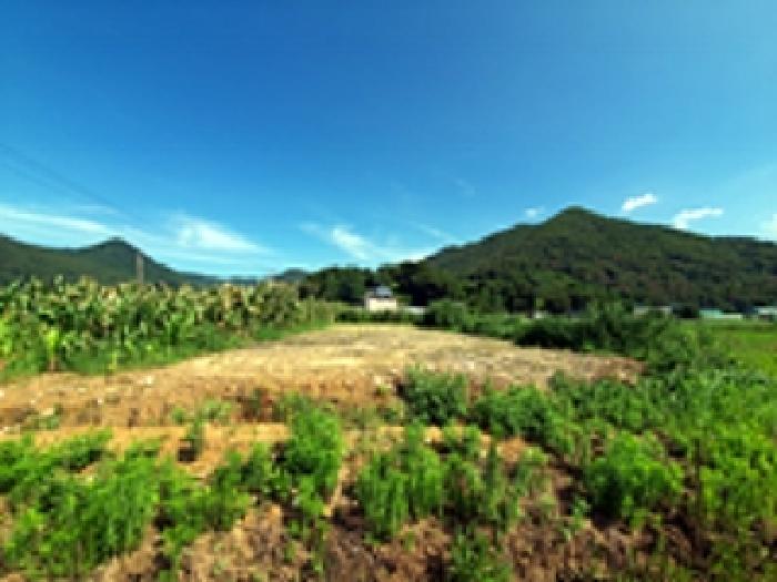 경상남도 김해시 대동면 주동리 999-18 답 경매 사진 8