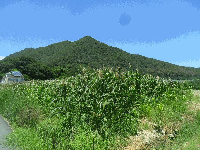 경상남도 김해시 대동면 주동리 999-18 답 경매 사진 10