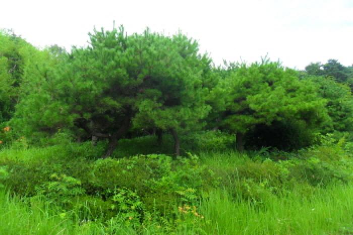 전북특별자치도 정읍시 산내면 종성리 985 외 2필지 단독주택 경매 사진 12