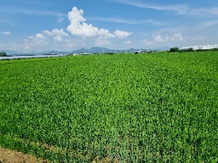 경상남도 창원시 의창구 대산면 가술리 1657 답 경매 사진 10