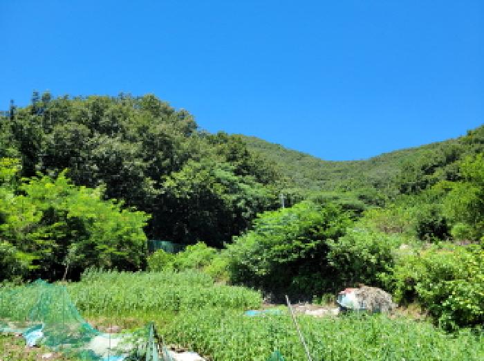 전라남도 여수시 오림동 산61 임야 경매 사진 1