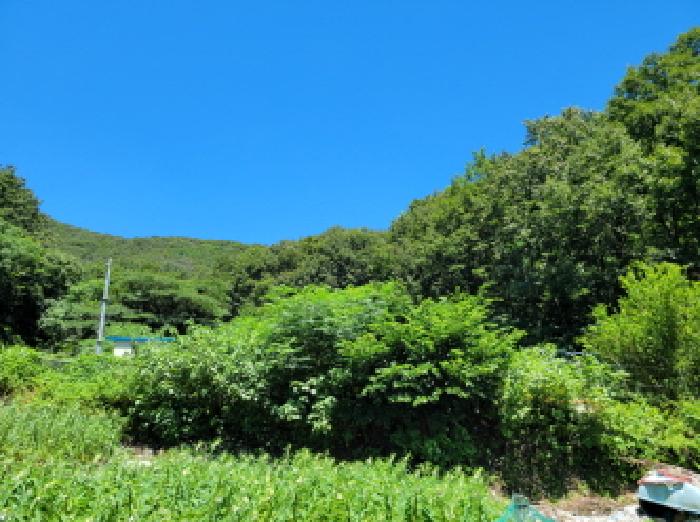 전라남도 여수시 오림동 산61 임야 경매 사진 3