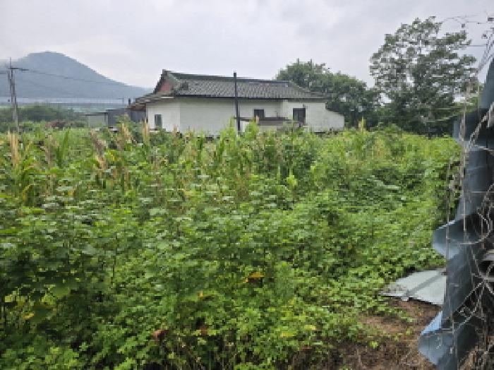 경상북도 영천시 임고면 삼매리 71-5 외 2필지 답 경매 사진 5