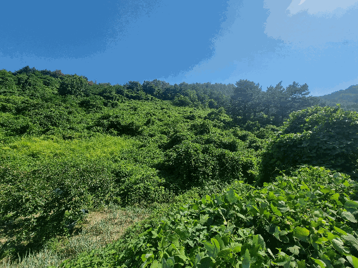 경상남도 김해시 진영읍 진영리 산54-1 임야 경매 사진 4