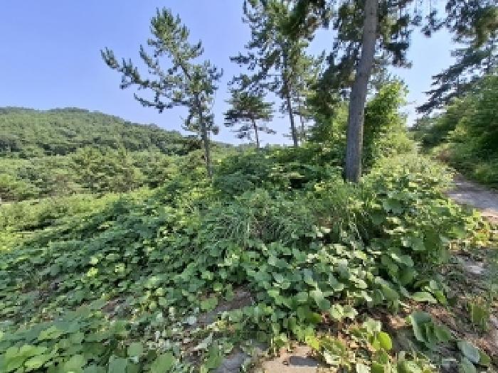 경상남도 사천시 서포면 외구리 산110 외 2필지 임야 경매 사진 12
