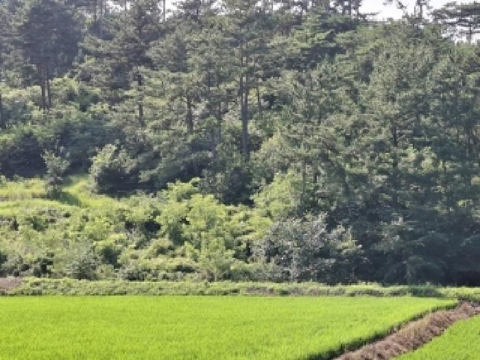 경상남도 사천시 서포면 외구리 산110 외 2필지 임야 경매 사진 17