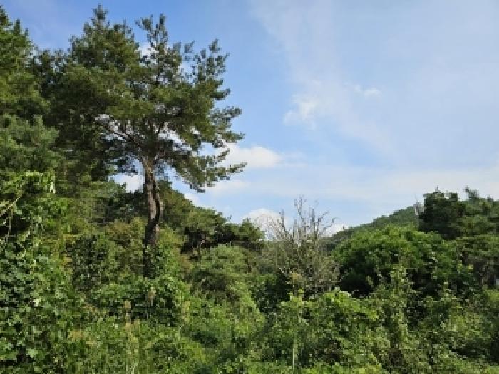 경상남도 진주시 이반성면 용암리 63 외 29필지 동물및식물관련시설 경매 사진 65