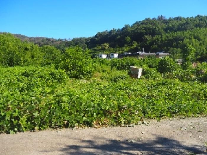 경상남도 밀양시 부북면 오례리 330 답 경매 사진 15