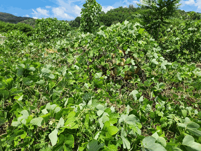 경상남도 밀양시 부북면 오례리 330 답 경매 사진 16