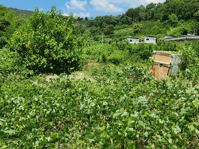 경상남도 밀양시 부북면 오례리 330 답 경매 사진 19