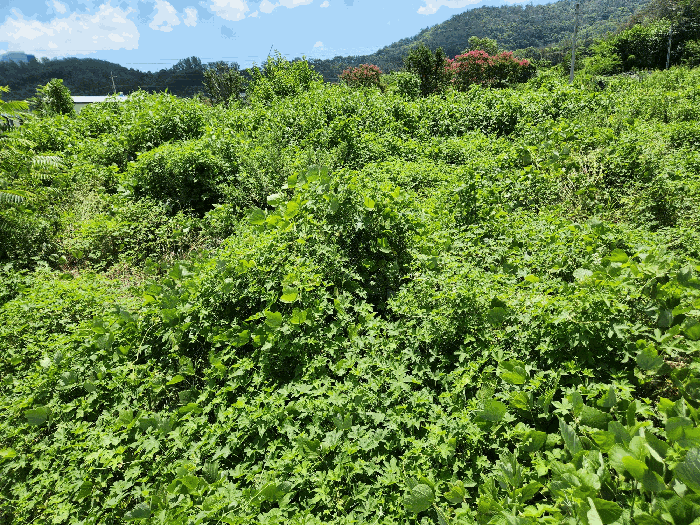 경상남도 밀양시 부북면 오례리 330 답 경매 사진 20