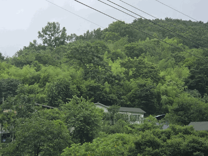 전라남도 화순군 동면 국동리 385 대지 경매 사진 6