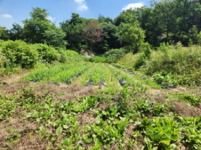 경기도 양주시 마전동 420-26 외 7필지 근린생활시설 경매 사진 2