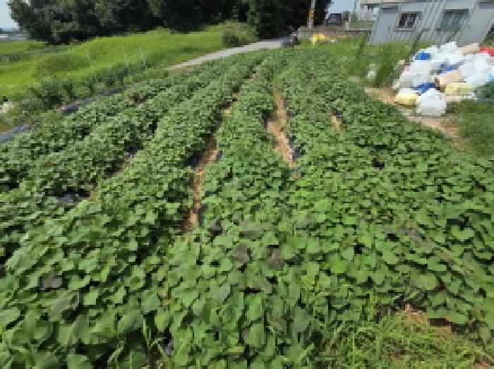 충청남도 아산시 둔포면 운용리 337-214 임야 경매 사진 16