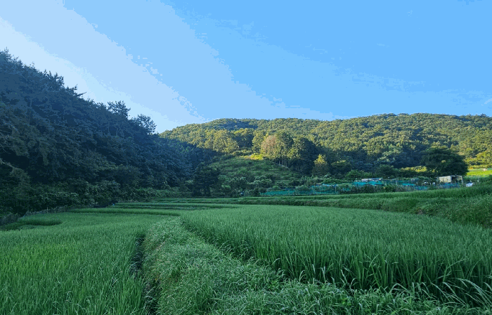경상남도 거제시 덕포동 471-1 답 경매 사진 4