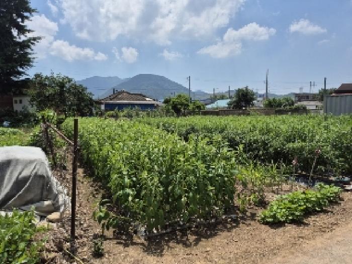 전라남도 장성군 장성읍 성산리 853 외 1필지 대지 경매 사진 5