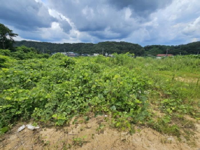충청북도 음성군 대소면 대풍리 산33-3 임야 경매 사진 1
