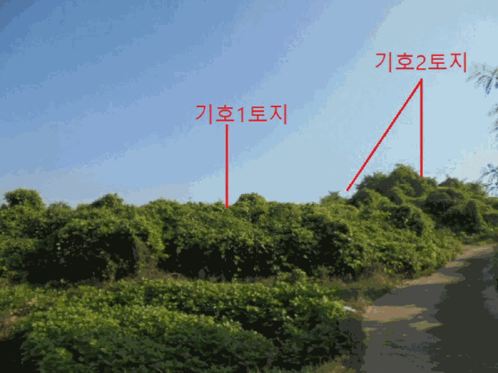 충청북도 음성군 대소면 대풍리 산33-3 임야 경매 사진 7