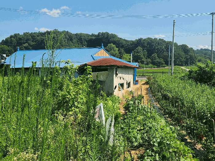 충청남도 홍성군 금마면 덕정리 525-9 외 2필지 전 경매 사진 11