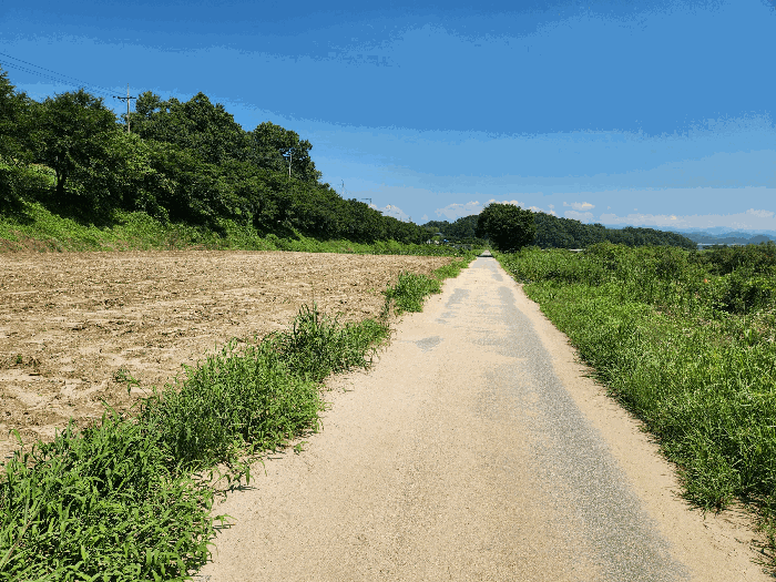 충청북도 충주시 중앙탑면 장천리 826-1 전 경매 사진 13