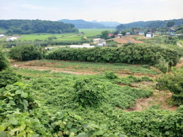 충청남도 당진시 석문면 삼봉리 767 외 1필지 전 경매 사진 2
