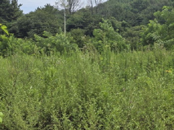 경상북도 영천시 청통면 죽정리 120-6 외 7필지 답 경매 사진 12