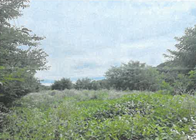 경상북도 영천시 청통면 죽정리 120-6 외 7필지 답 경매 사진 7