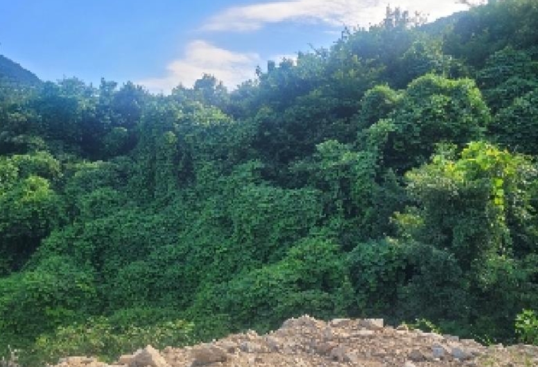 충청남도 공주시 반포면 봉곡리 산56-29 외 14필지 임야 경매 사진 4
