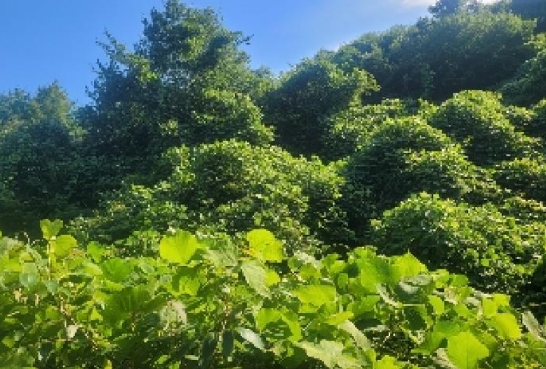 충청남도 공주시 반포면 봉곡리 산56-29 외 14필지 임야 경매 사진 5