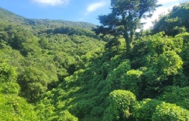 충청남도 공주시 반포면 봉곡리 산56-29 외 14필지 임야 경매 사진 6
